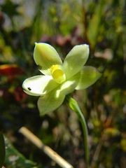 Thelymitra flexuosa