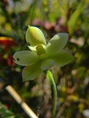 Thelymitra flexuosa