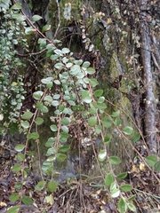 Spiraea prunifolia pseudoprunifolia