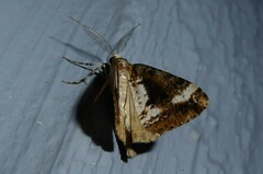 Pseudocoremia leucelaea