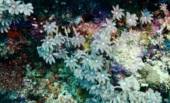 Clavularia