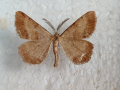 Selidosema brunnearia