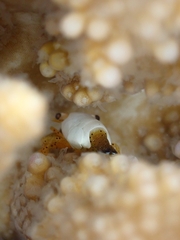 Coralliocaris superba