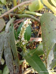 Persicaria barbata