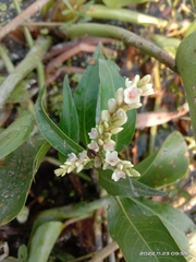 Persicaria barbata