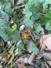 Passiflora cinnabarina
