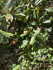 Passiflora cinnabarina