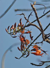 Erythrina vespertilio
