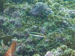 Thalassoma amblycephalus