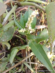 Persicaria barbata