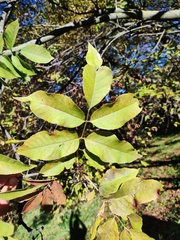 Fraxinus ornus