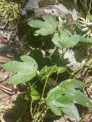 Passiflora cinnabarina