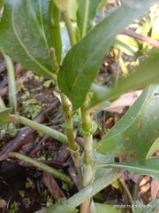 Persicaria barbata