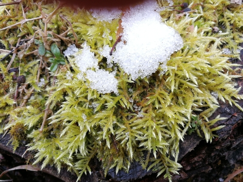 chvostík vlasovitý (Cirriphyllum piliferum)