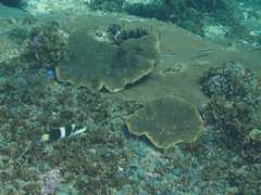 Thalassoma nigrofasciatum