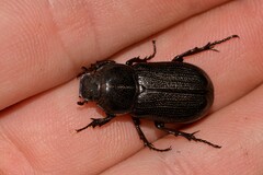 Scarabaeoidea