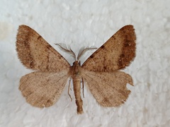 Selidosema brunnearia