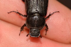 Scarabaeoidea