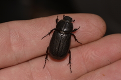 Scarabaeoidea