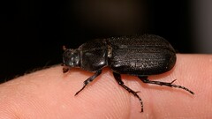Scarabaeoidea
