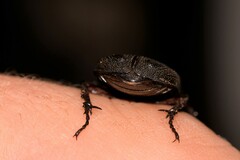 Scarabaeoidea