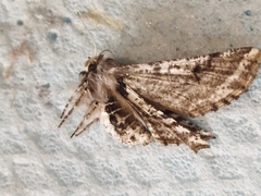 Apochima flabellaria