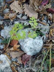 Silphiodaucus hispidus