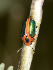 Calomela curtisi