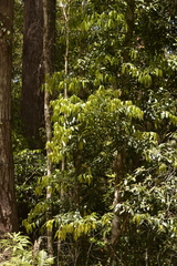 Cinnamomum oliveri
