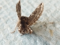 Apochima flabellaria