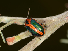 Calomela curtisi