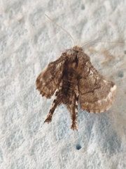 Apochima flabellaria