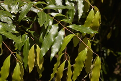 Cinnamomum oliveri