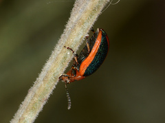 Calomela curtisi