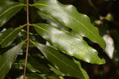 Cinnamomum oliveri