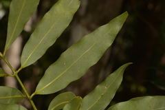 Cinnamomum oliveri