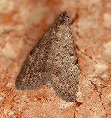 Nola pleurosema