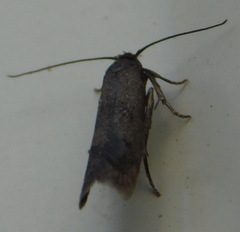 Lepidoptera