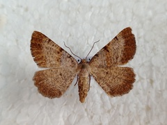 Selidosema brunnearia