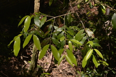 Austrobuxus swainii
