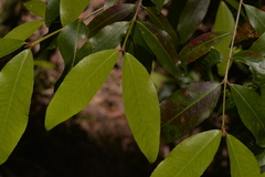 Austrobuxus swainii