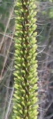 Agave filifera