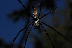 Trichonephila inaurata madagascariensis