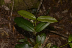 Baloghia inophylla