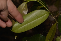 Baloghia inophylla