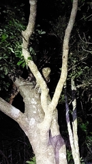 Ninox novaeseelandiae