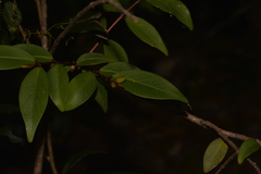 Pilidiostigma glabrum