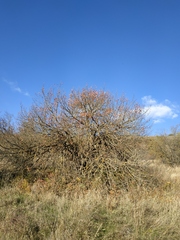 Pistacia atlantica mutica