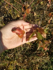 Pistacia atlantica mutica