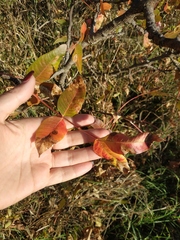 Pistacia atlantica mutica